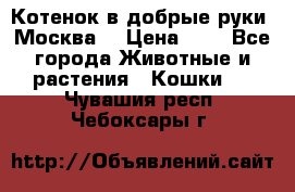 Котенок в добрые руки. Москва. › Цена ­ 5 - Все города Животные и растения » Кошки   . Чувашия респ.,Чебоксары г.